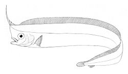  Lophotus capellei