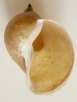  Lymnaea auricularia