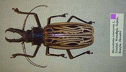  Macrodontia cervicornis