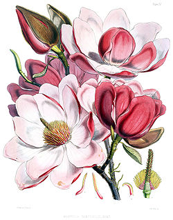  fleurs de Magnolia