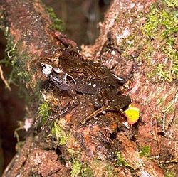  Mantidactylus moseri