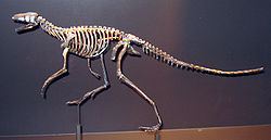   Marasuchus
