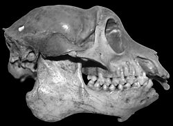 Crâne de Mesopropithecus globiceps