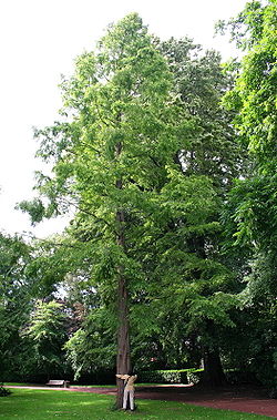 Séquoïa de Chine  – Parc du domaine de Mariemont (Belgique)