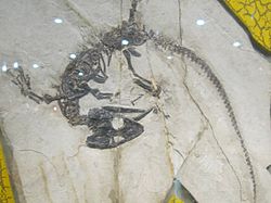  Monjurosuchus