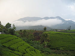 Le mont Talang en 2007.