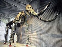 Squelette de Mammuthus sungari
