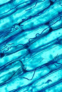 alt=  Mycelium de Neotyphodium coenophialum  dans des cellules de parenchyme   palissadique de Festuca arundinacea