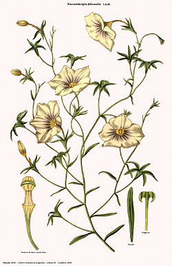 Nierembergia filicaulis