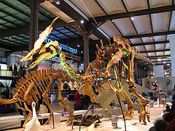  Squelette d'Olorotitan, Muséum des sciences naturelles de Belgique
