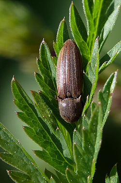  Agriotes lineatus
