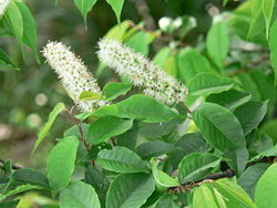 Inflorescence de Prunus grayana 