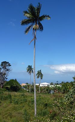  Palmiste de Roussel (Acanthophoenix rousselii)