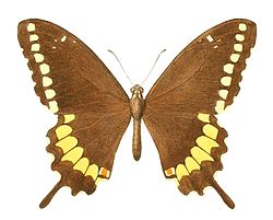  Papilio caiguanabus