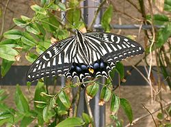  Papilio xuthus