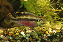  Pelvicachromis pulcher (mâle)