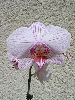  Orchidées papillons