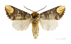 Phalera bucephala - Muséum de Toulouse