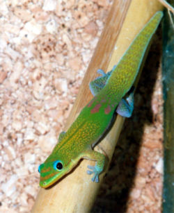 Gecko diurne à poussière d'orPhelsuma laticauda laticauda