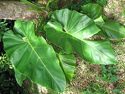  Philodendron giganteum