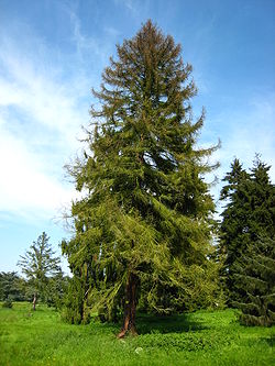  Épicéa du Koyama (Picea koyamae)
