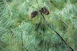  Pinus armandii