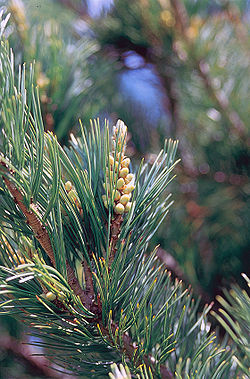   Pinus flexilis 