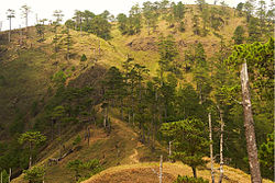  Forêt de Pinus insularis, Philippines