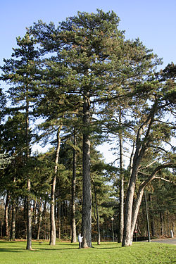  Pinus nigra