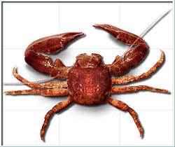  Crabe porcelaine (Pisidia longicornis)