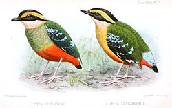  Dessin de la sous-espècePitta angolensis longipennispar Herbert Goodchild (à droite)