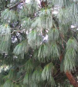  Pinus wallichiana