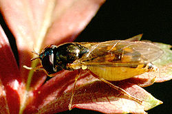  Platycheirus scambus femelle