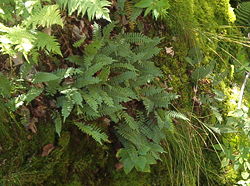  Polypodium virginianum