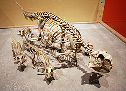 Famille de Psittacosaurus