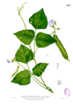  Psophocarpus tetragonolobus