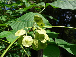  Fruits de Ptelea trifoliata