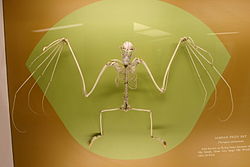  Squelette d'un Pteropus samoensis