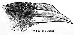  Bec et tête de Calao brun (Anorrhinus tickelli)