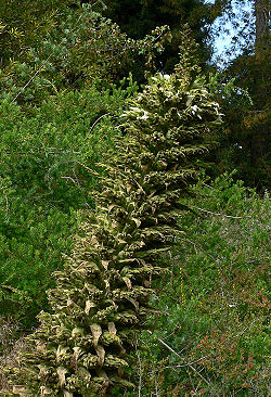 Inflorescence de Puya raimondii