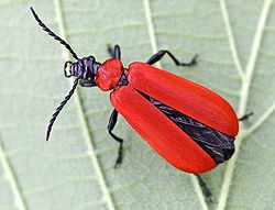  Cardinal (Pyrochroa coccinea) mâle