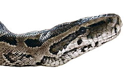  Python natalensis