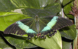 Papilio palinurus