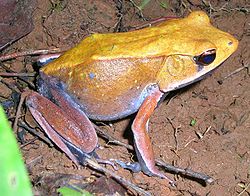  Rana curtipes (mâle en période de reproduction)