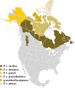 Répartition approximative des sous-espèces deRangifer tarandus en Amérique.
