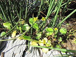  Ranunculus cymbalaria