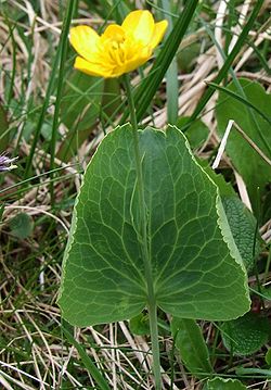  Ranunculus thora