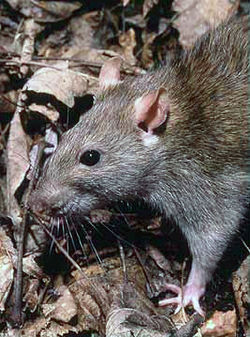 Rat brun (Rattus norvegicus)