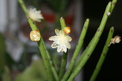  Rhipsalis floccosa 