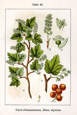  Ribes alpinum